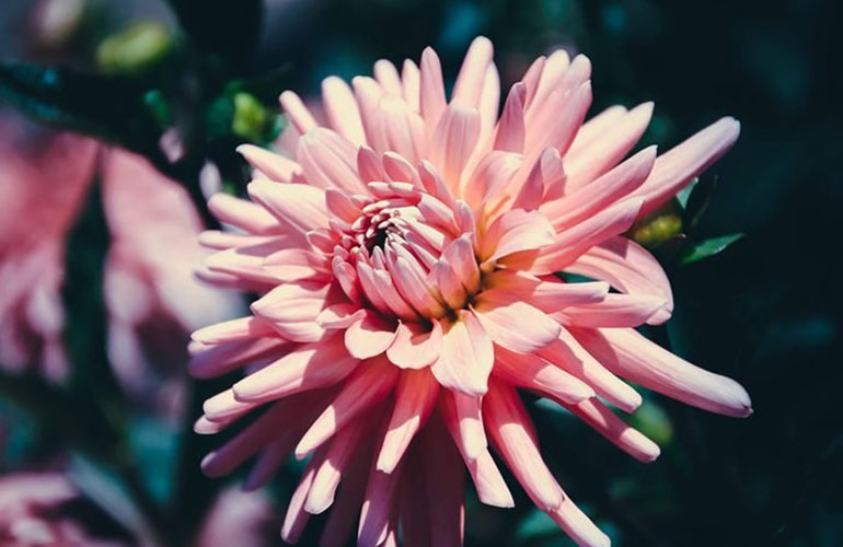 Dahlia