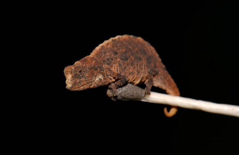 Tiniest chameleon