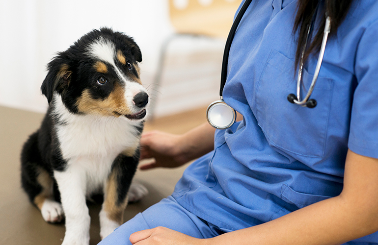 What to do if your dog is depressed
