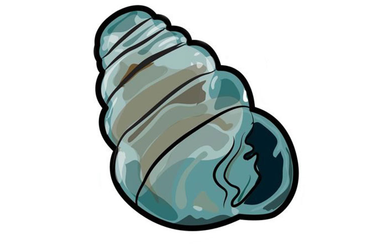 Transparent shell snail