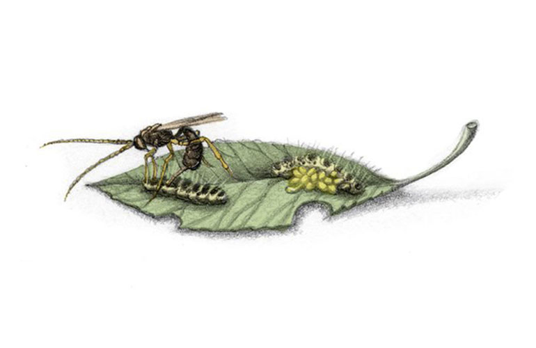 Xenomorph wasp