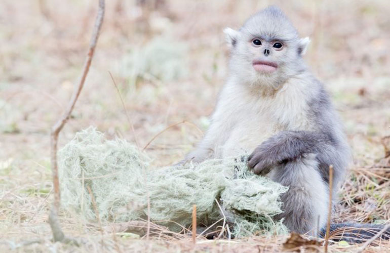 Snub-nosed monkey