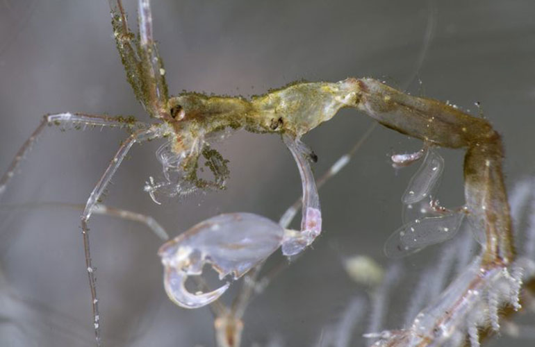 Skeleton shrimp