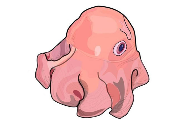 Flapjack octopus