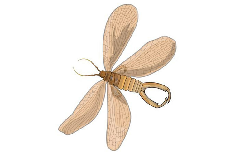 Eyelash-winged wasp