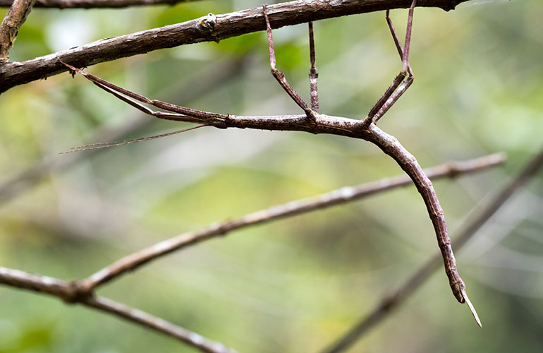 Stick insect