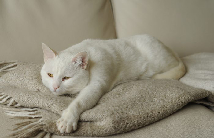 Grab some comfort toys or blankets