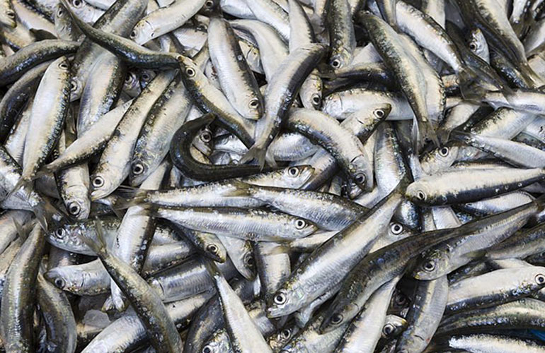 Omega-3 fatty acids