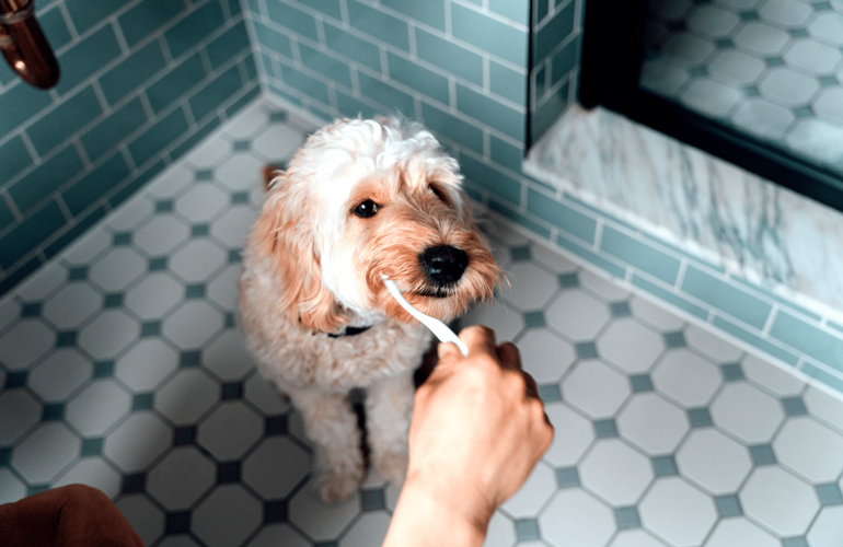 The importance of teeth cleaning