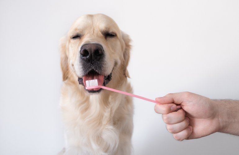 Clean all its teeth