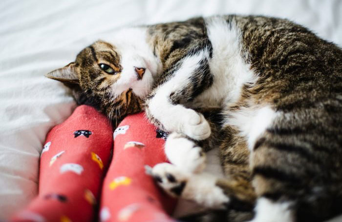 Decoding your cat’s body language