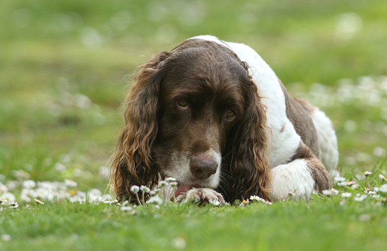 Why do dogs lick their paws?