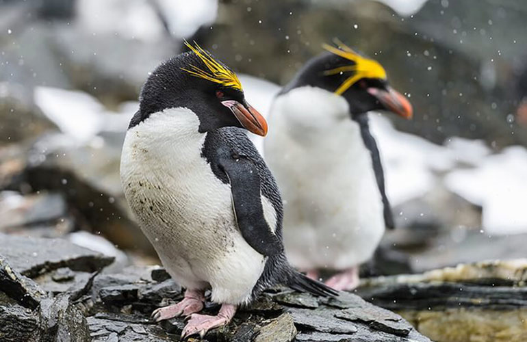Animals that mate for life: macaroni penguin