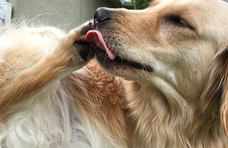 Normal grooming