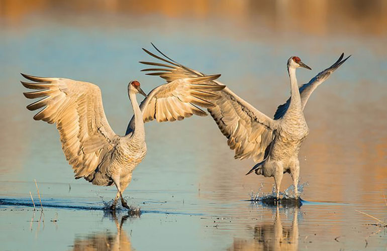 Animals that mate for life: sandhill crane
