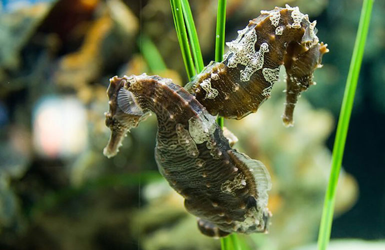 Animals that mate for life: seahorse