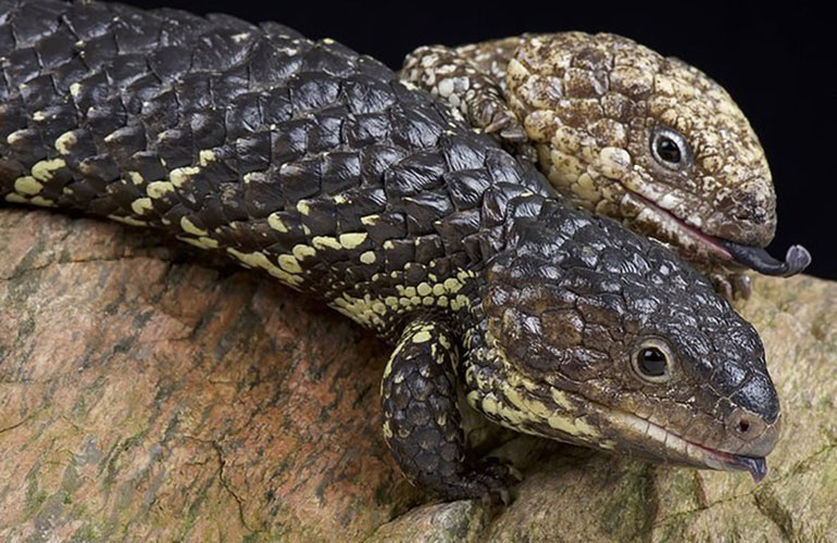 Animals that mate for life: shingleback skink