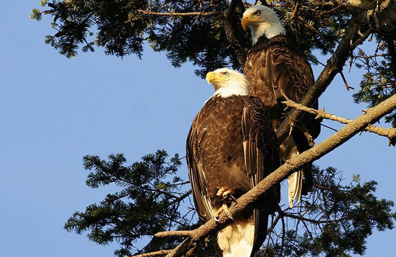 Animals that mate for life: bald eagle