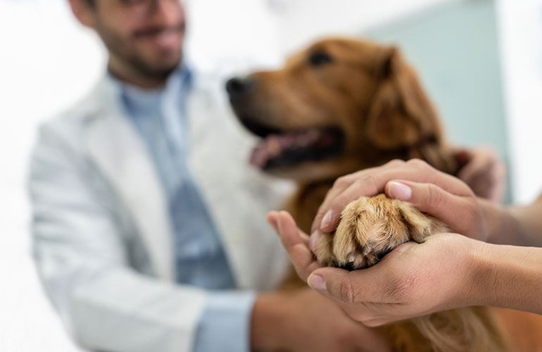 What to do for a dog chewing its paws