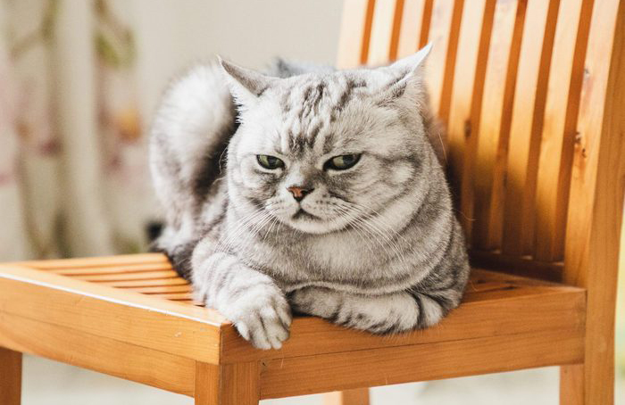Top reasons your cat is angry