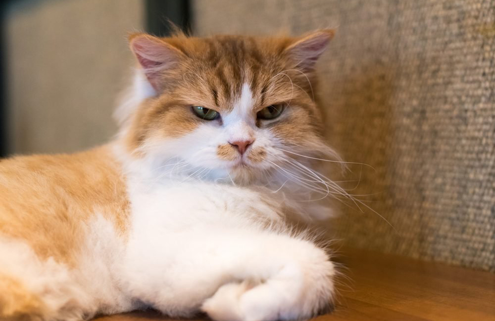 She gives you “the look”