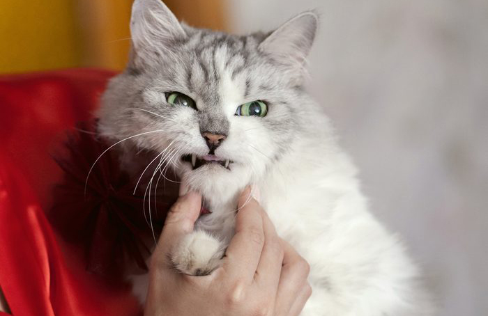 He growls at you