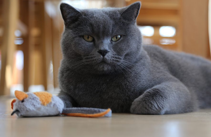 She avoids her favourite mouse toy