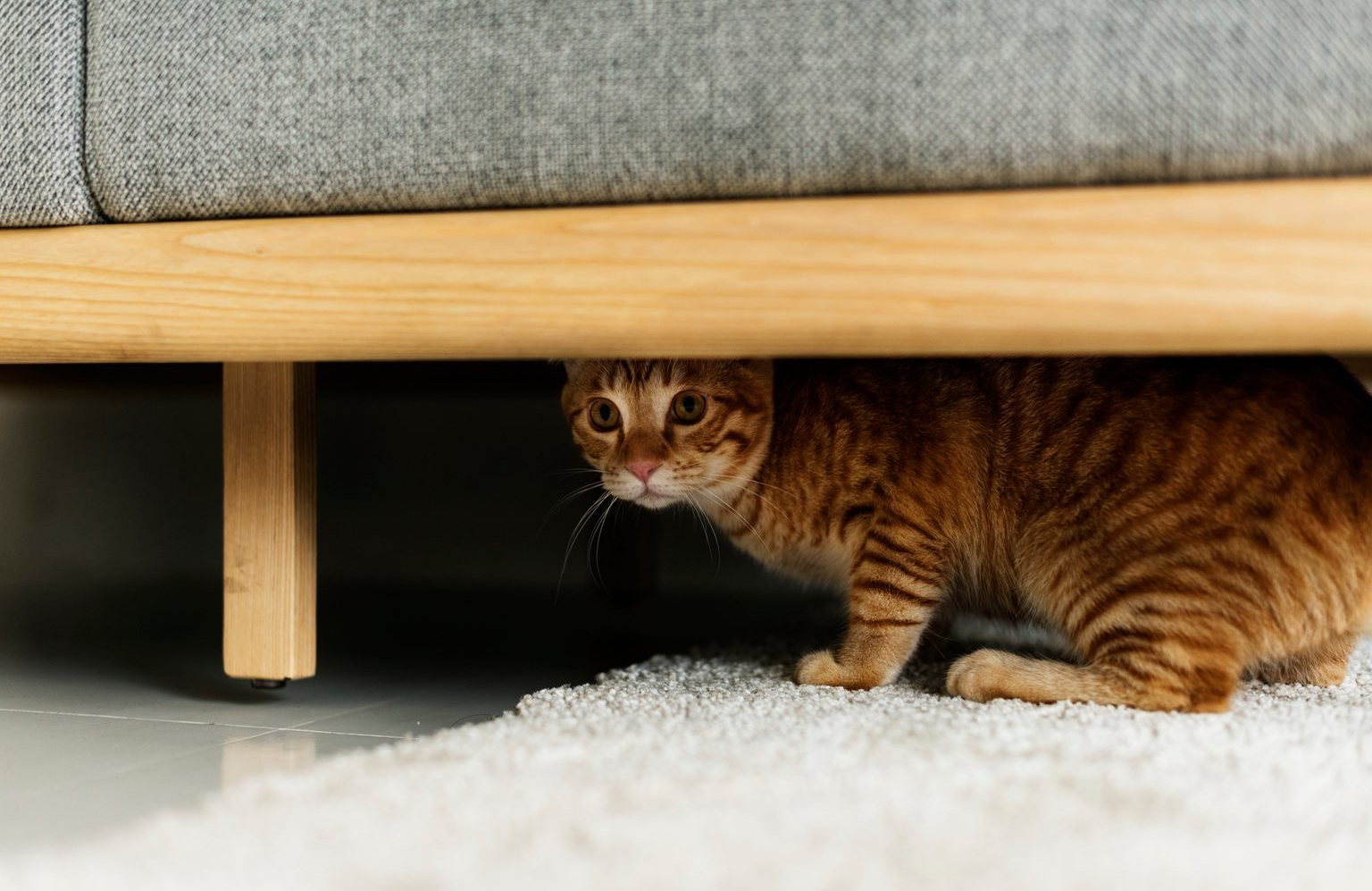 He hides under the couch and refuses to come out