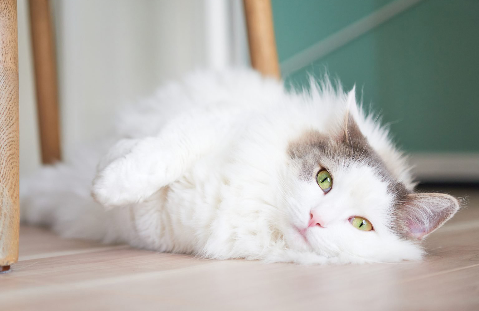 She suddenly gets very fluffy
