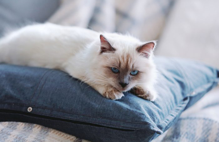She poops on your pillow