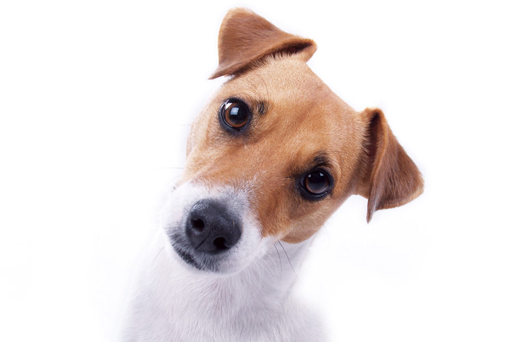 Can you teach your dog to talk?