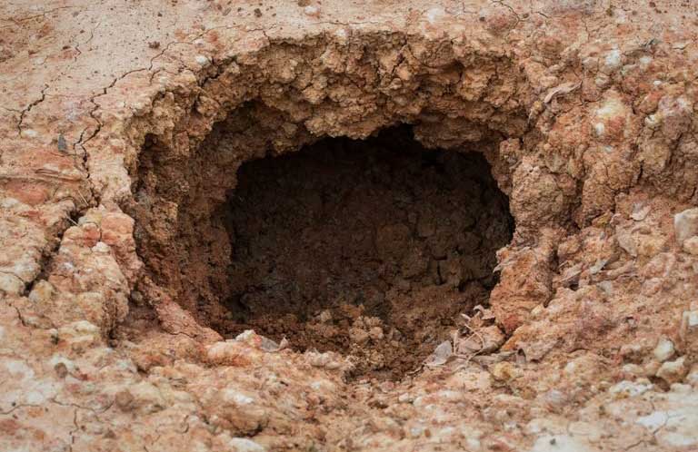 Dinos that burrow?
