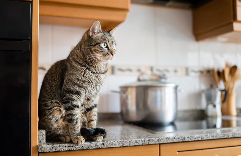 Why do cats like to climb on benchtops?