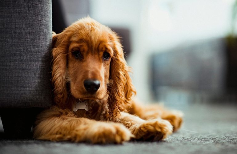 7. Your dog has an ear infection