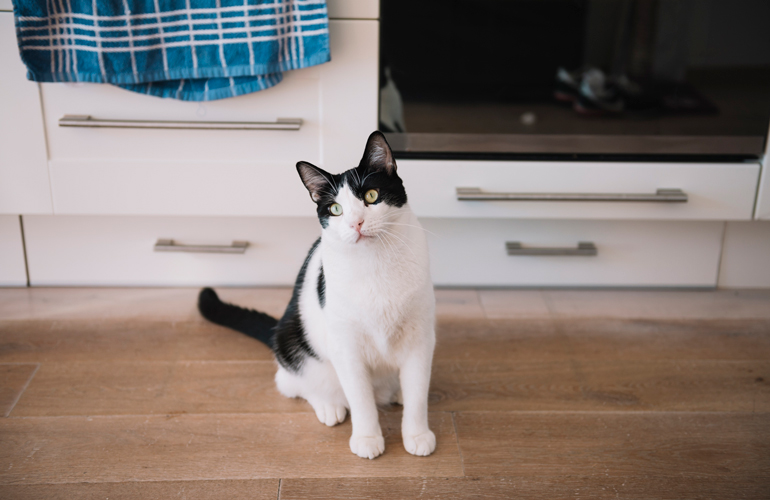 Can you train a cat to not be on your benchtops?