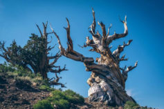 20 jaw-dropping pictures of the world’s most amazing trees