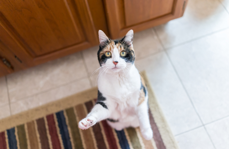 Redirect the cat’s attention