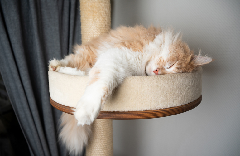 Set up cat-climbing alternatives