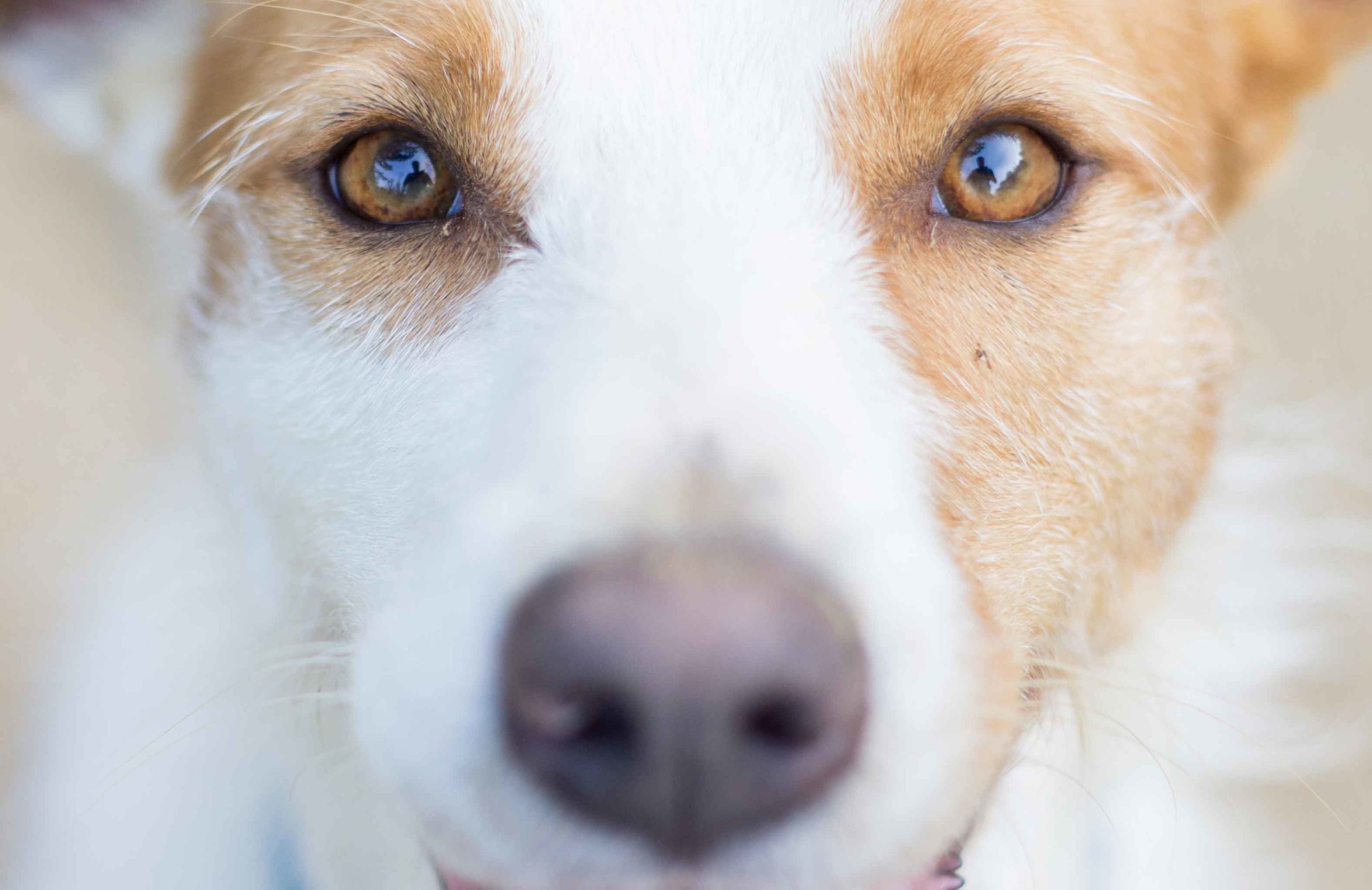 What are the reasons behind all that eye contact?