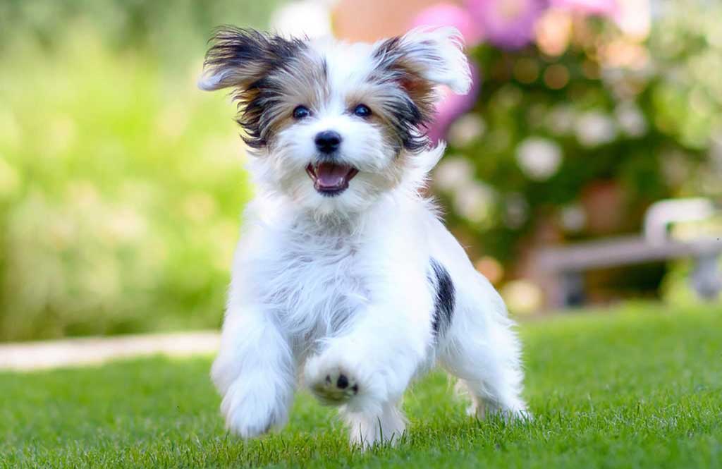 When in doubt, consider Fido’s body language
