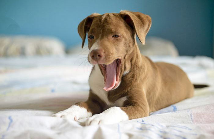 He’s got a case of the yawns