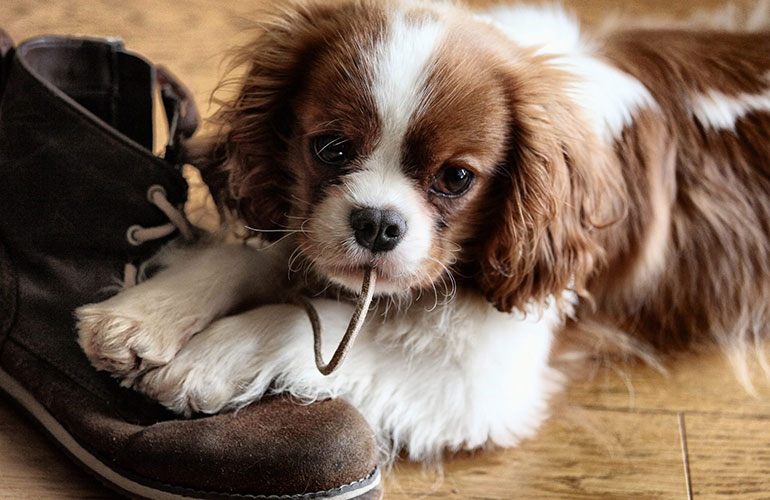 She pees in your shoes
