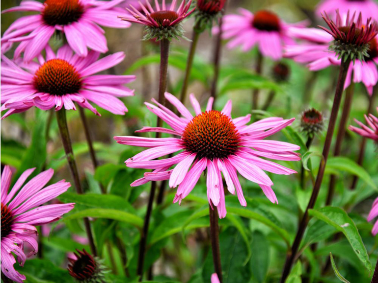 Echinacea