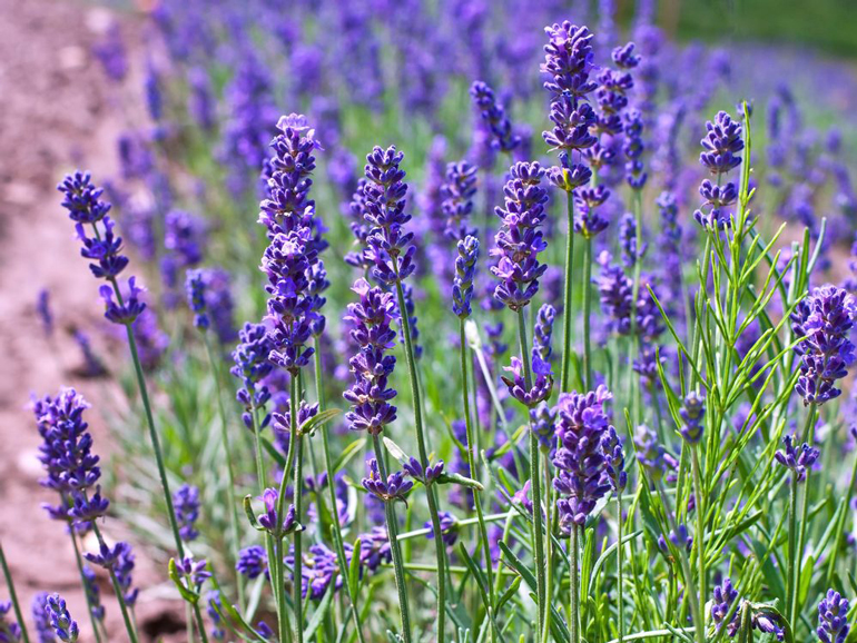 Lavender