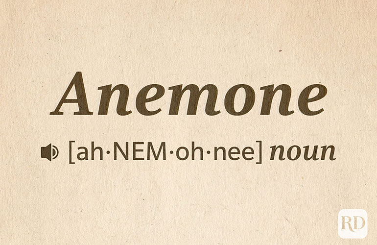 Anemone