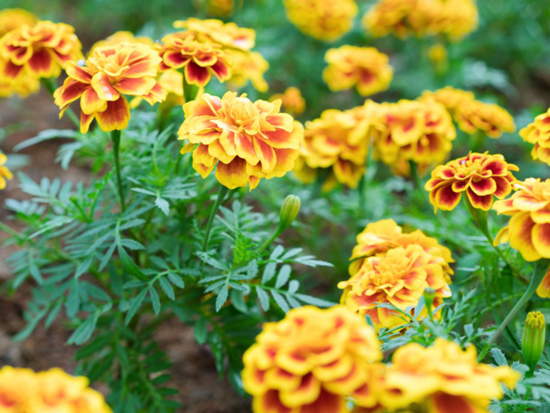 Marigold