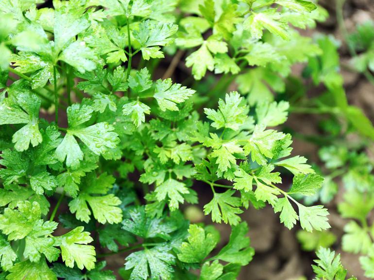 Parsley