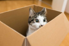 Why do cats love boxes?