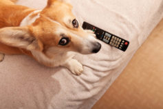 Do dogs actually watch TV?