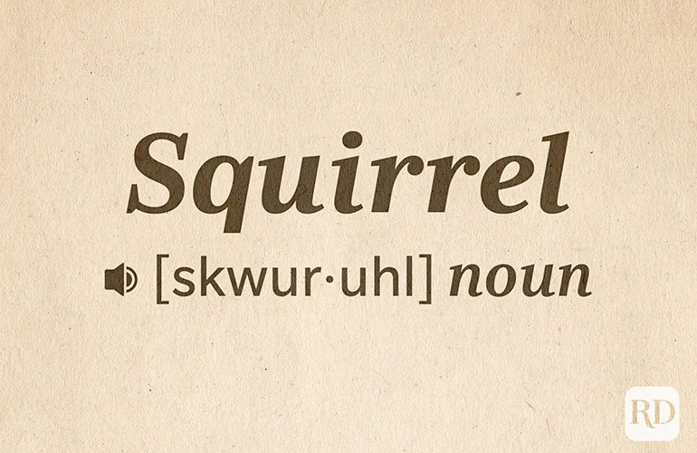 Squirrel